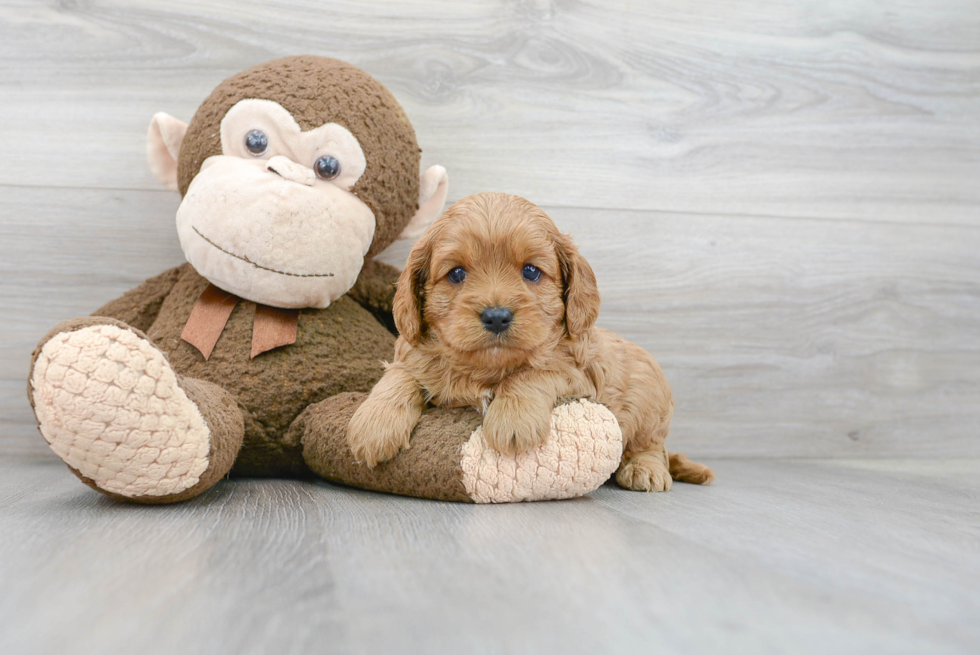 Petite Cavapoo Poodle Mix Pup