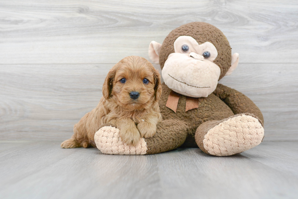 Cavapoo Pup Being Cute