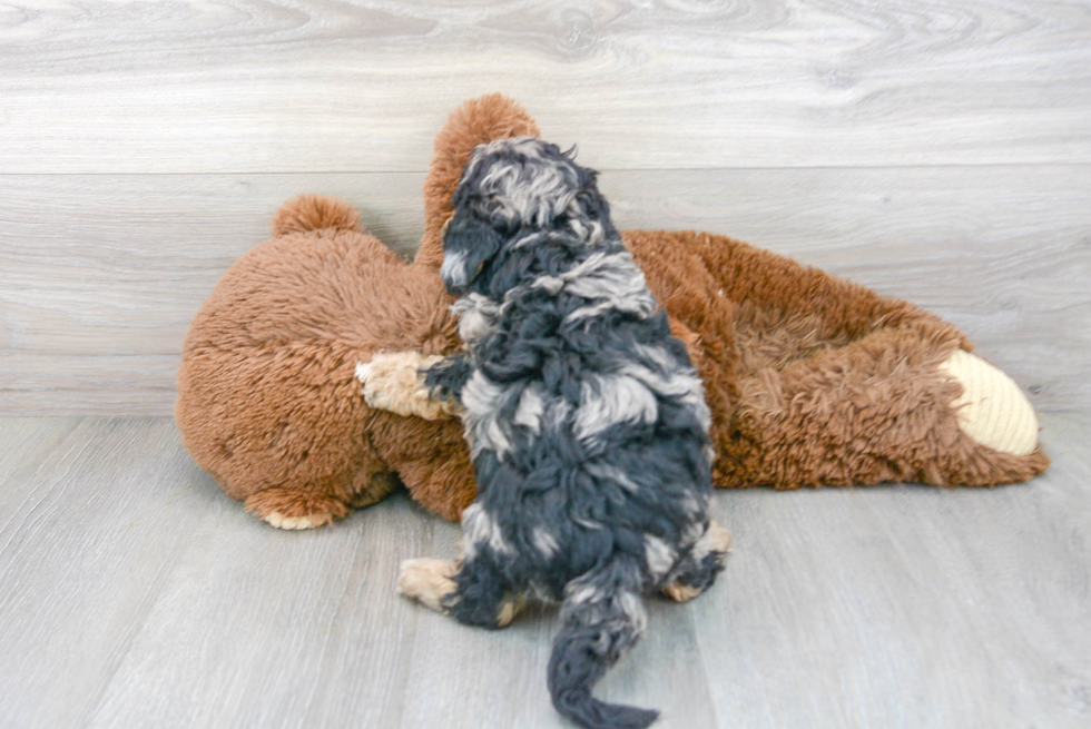 Cavapoo Puppy for Adoption