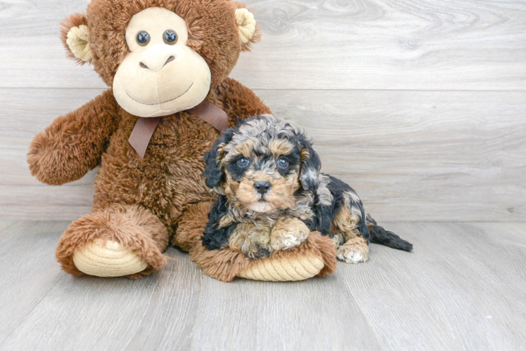 Sweet Cavapoo Baby