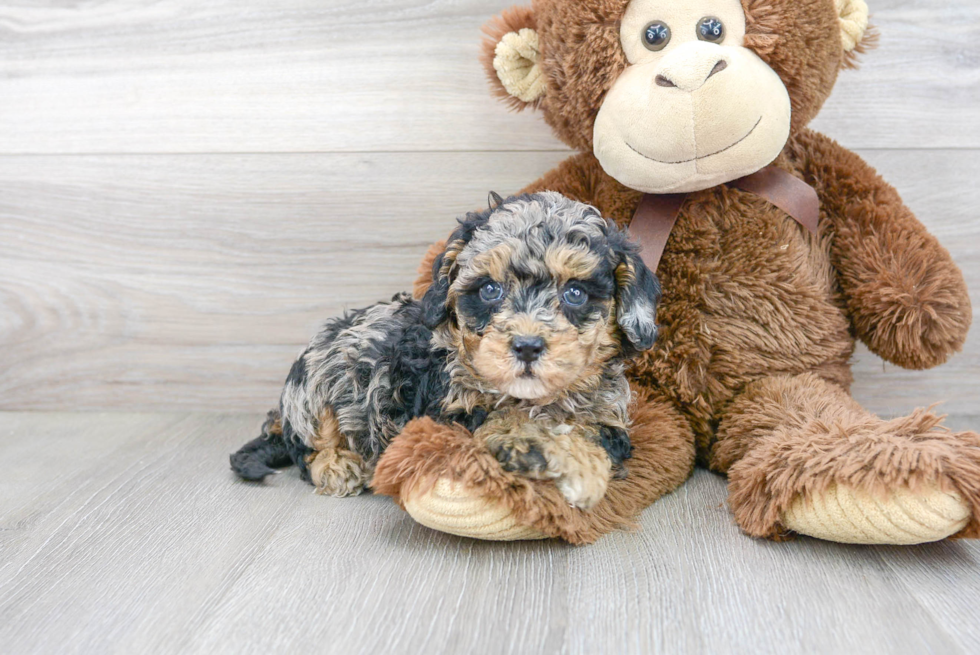 Small Cavapoo Baby