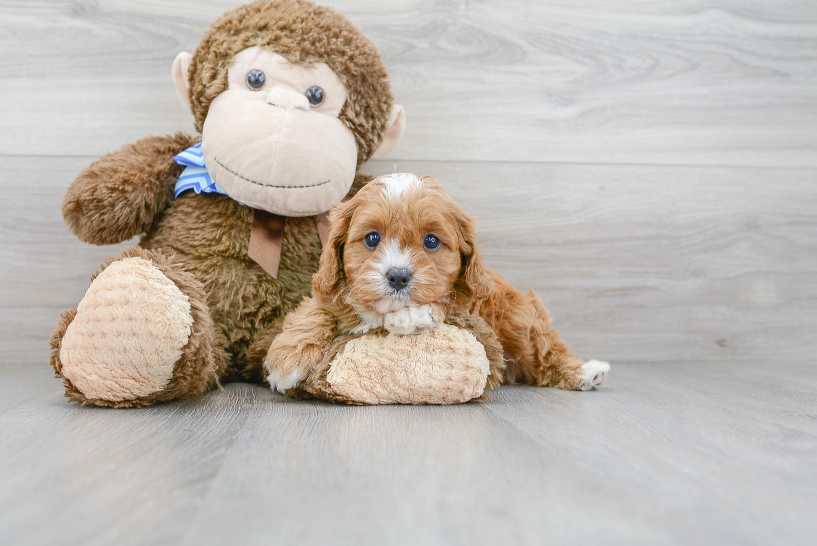 Cavapoo Puppy for Adoption