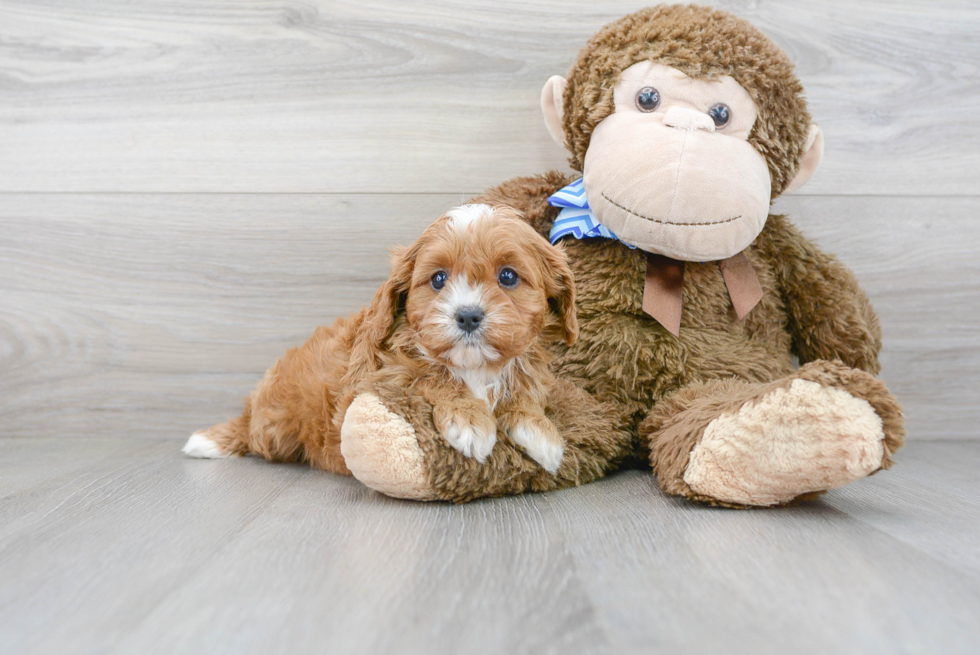 Friendly Cavapoo Baby