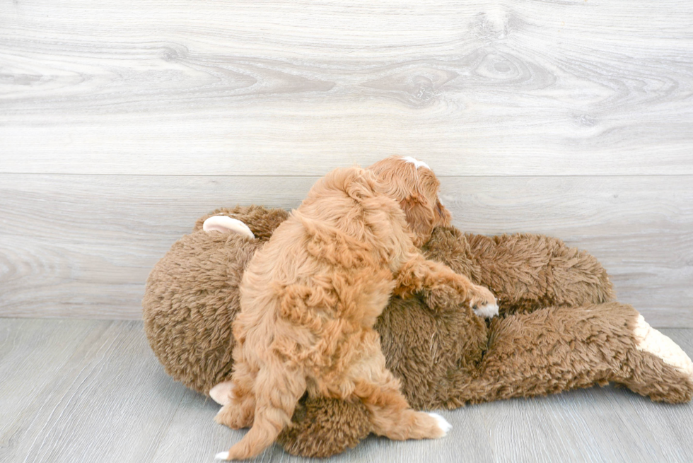 Cavapoo Pup Being Cute