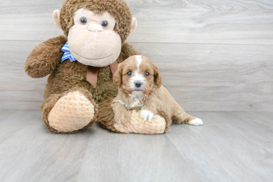 Best Cavapoo Baby