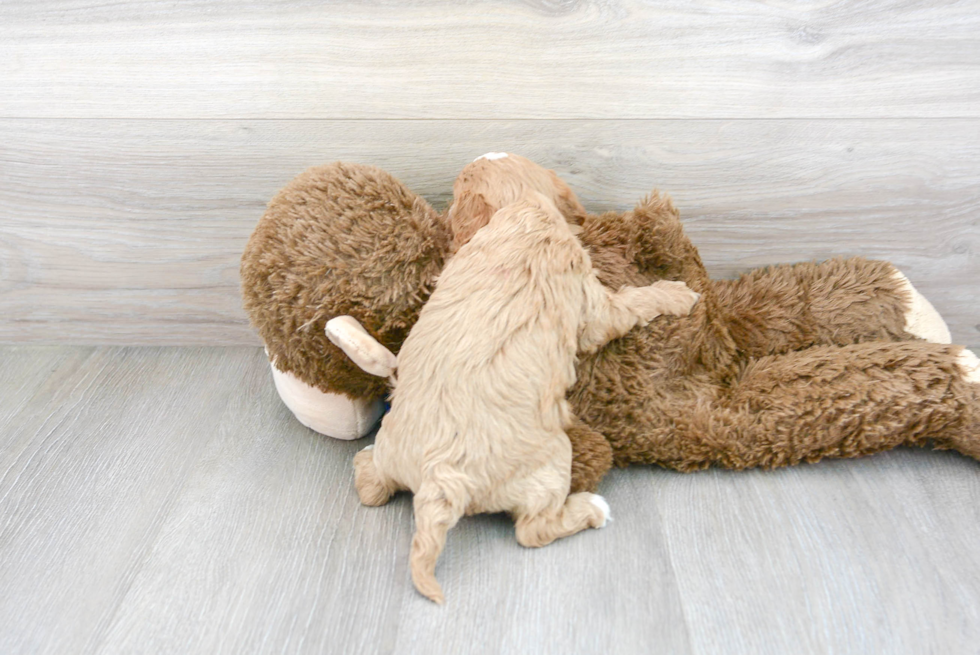 Cavapoo Pup Being Cute