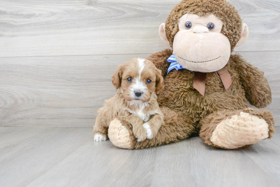 Cavapoo Puppy for Adoption