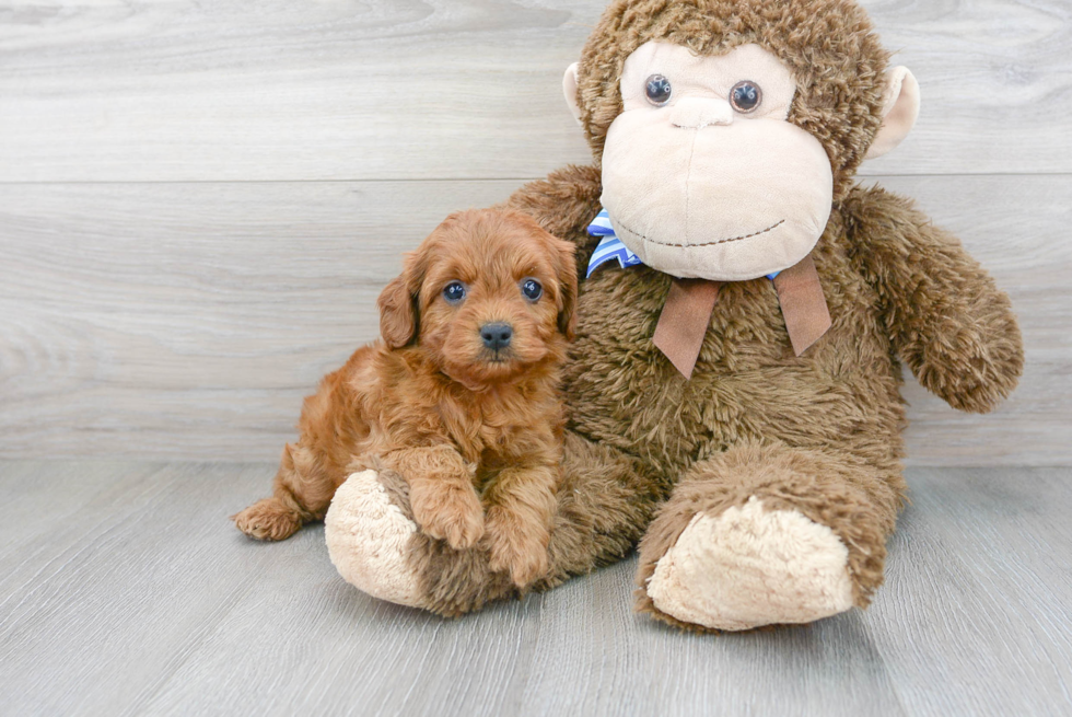 Cavapoo Pup Being Cute