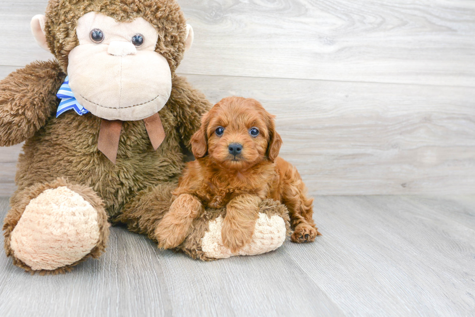 Cavapoo Puppy for Adoption