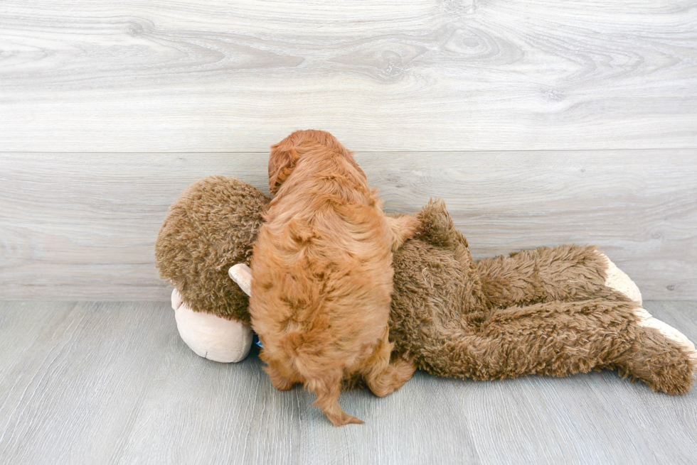 Cavapoo Pup Being Cute