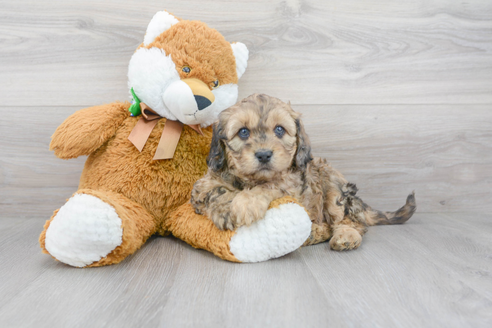 Best Cavapoo Baby