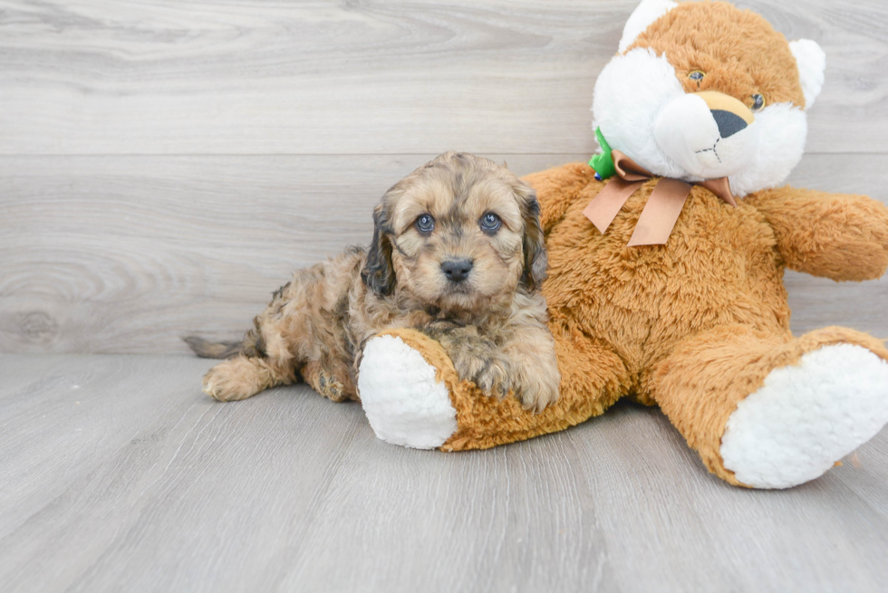 Small Cavapoo Baby