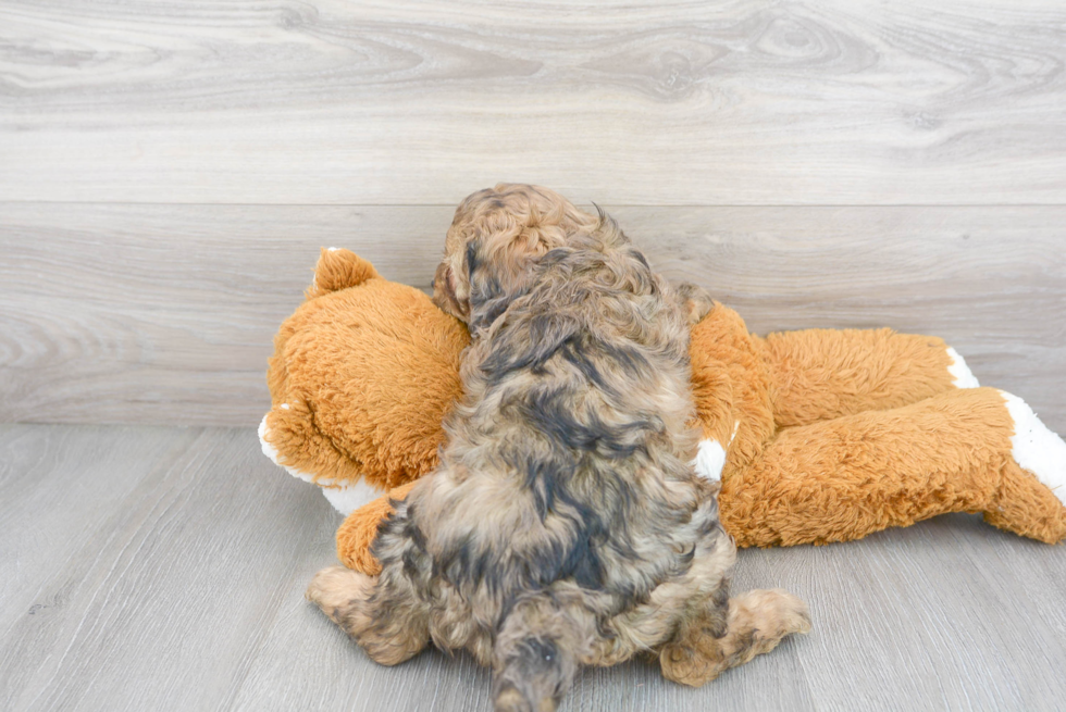 Cavapoo Pup Being Cute