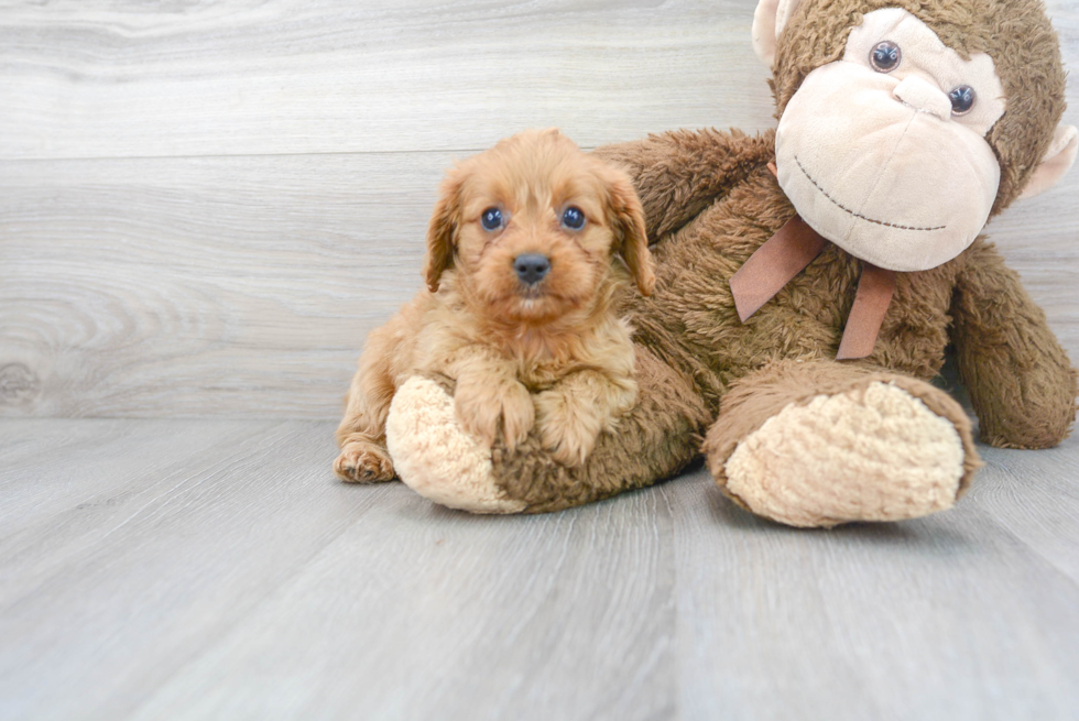 Best Cavapoo Baby