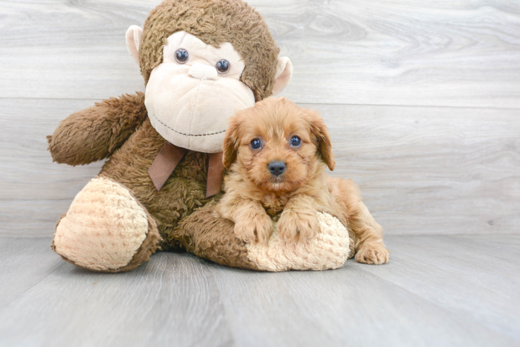 Best Cavapoo Baby