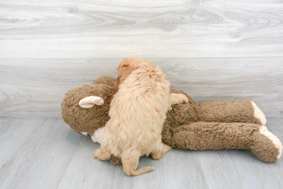 Little Cavoodle Poodle Mix Puppy