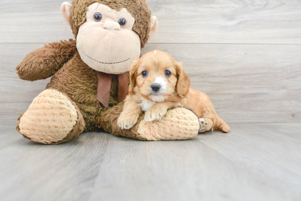 Smart Cavapoo Poodle Mix Pup