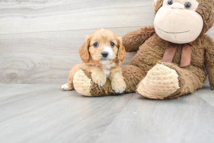 Friendly Cavapoo Baby