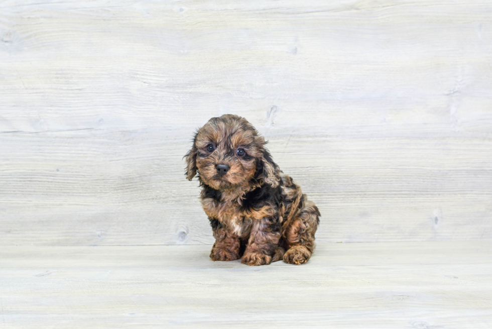 Cavapoo Pup Being Cute