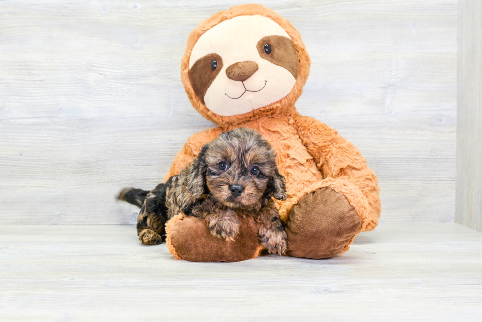 Cavapoo Puppy for Adoption