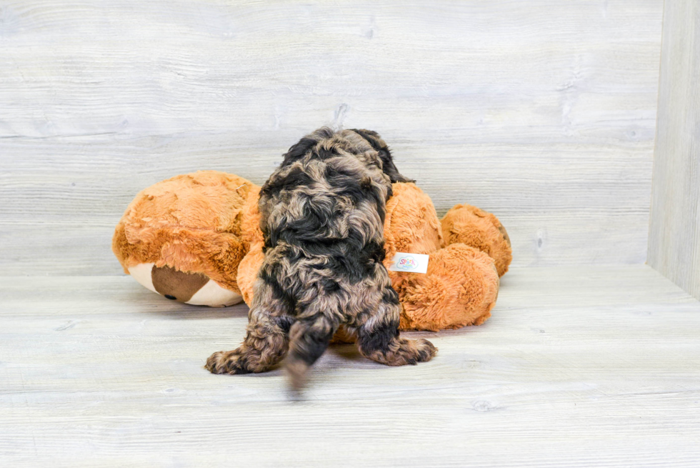 Little Cavoodle Poodle Mix Puppy