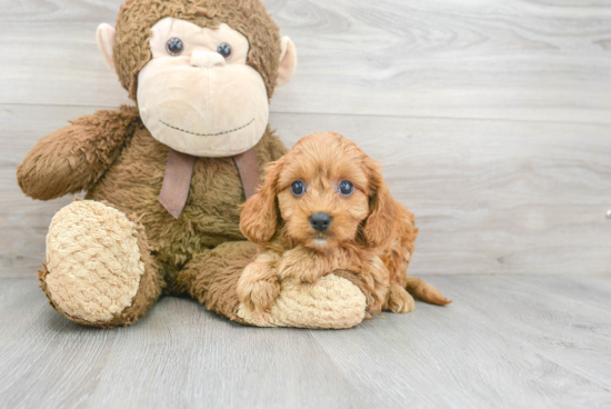 Cavapoo Puppy for Adoption