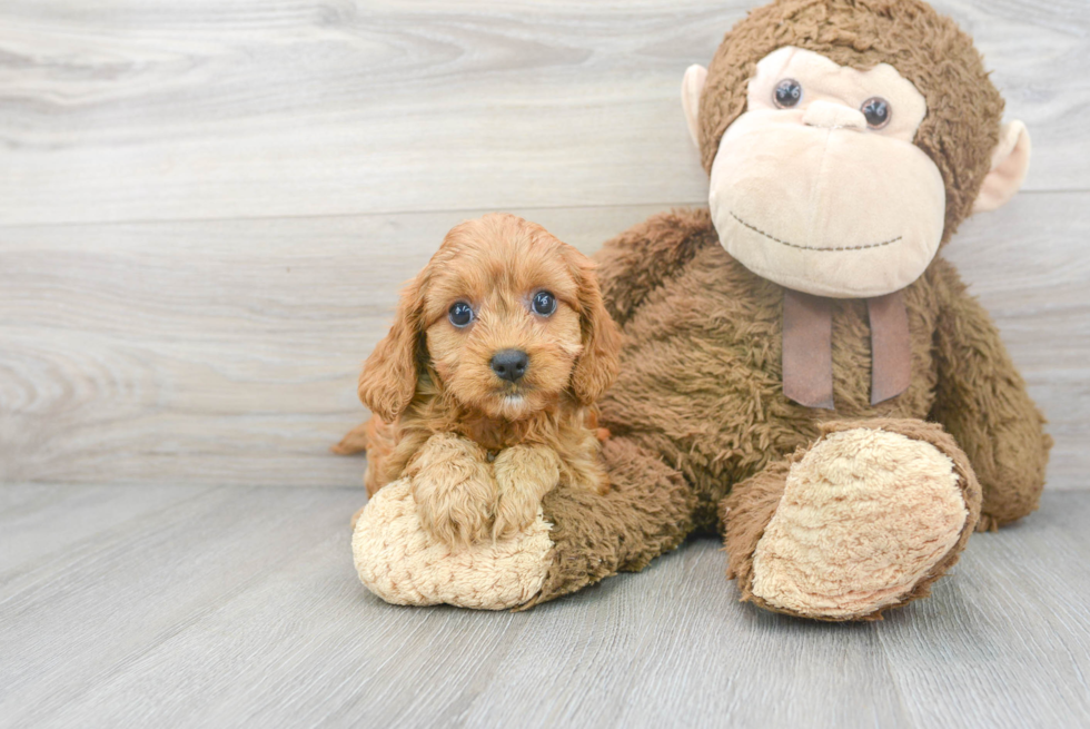 Fluffy Cavapoo Poodle Mix Pup