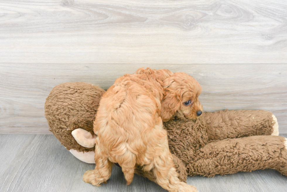 Adorable Cavoodle Poodle Mix Puppy