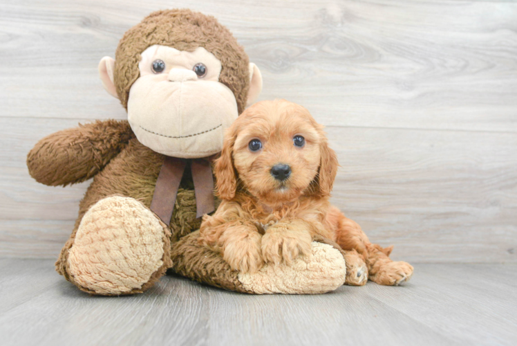 Cute Cavoodle Poodle Mix Puppy