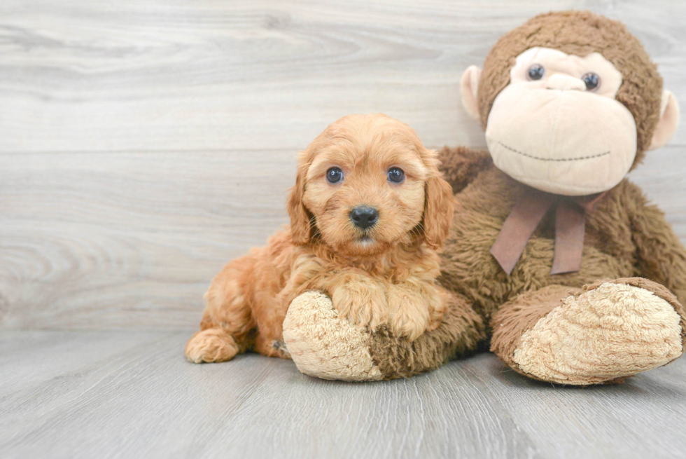 Cute Cavoodle Poodle Mix Puppy