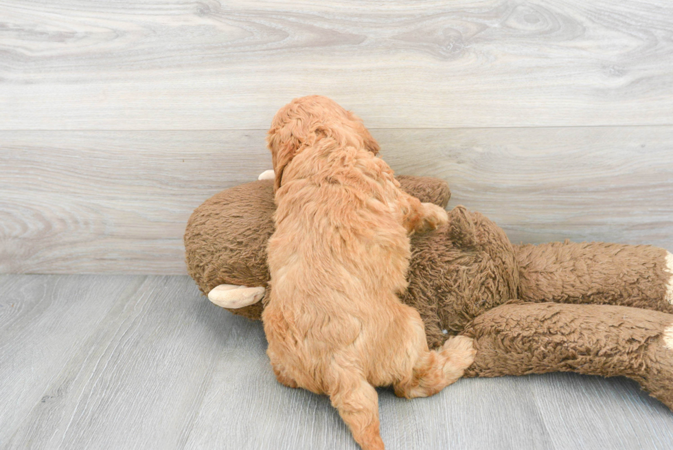 Cute Cavapoo Poodle Mix Pup