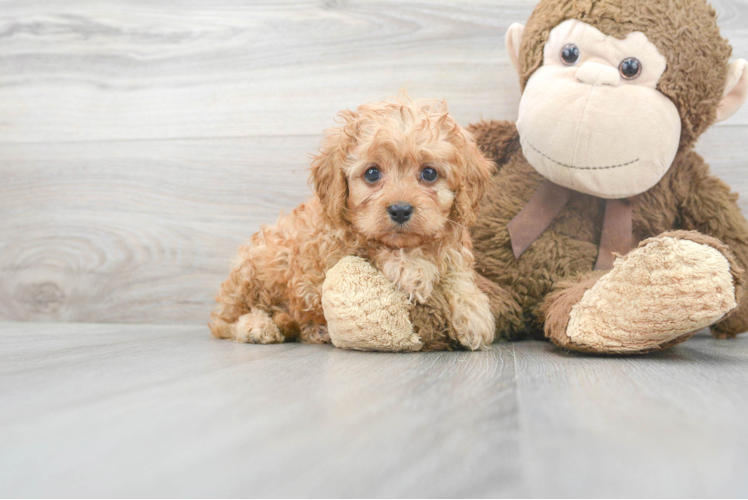 Sweet Cavapoo Baby