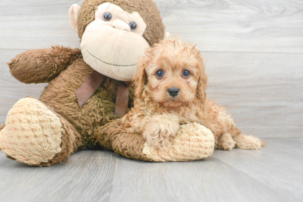 Cavapoo Puppy for Adoption