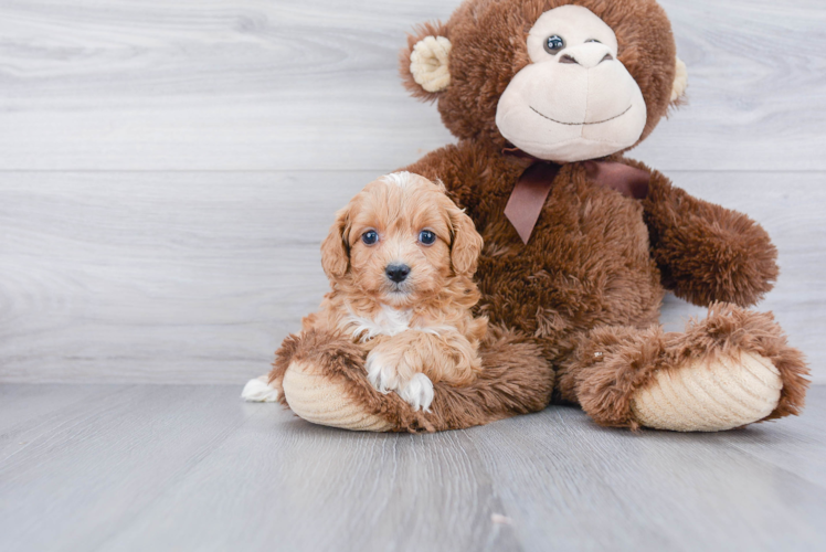 Happy Cavapoo Baby