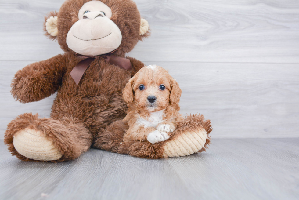 Best Cavapoo Baby