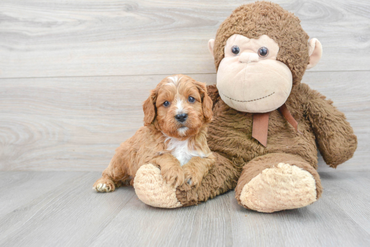 Cavapoo Puppy for Adoption