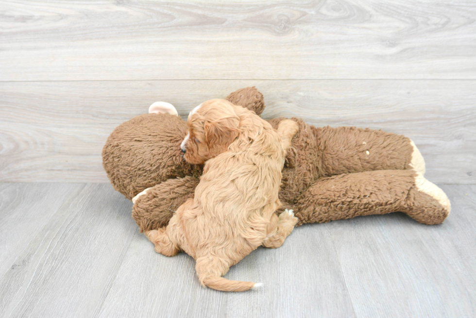 Cavapoo Pup Being Cute