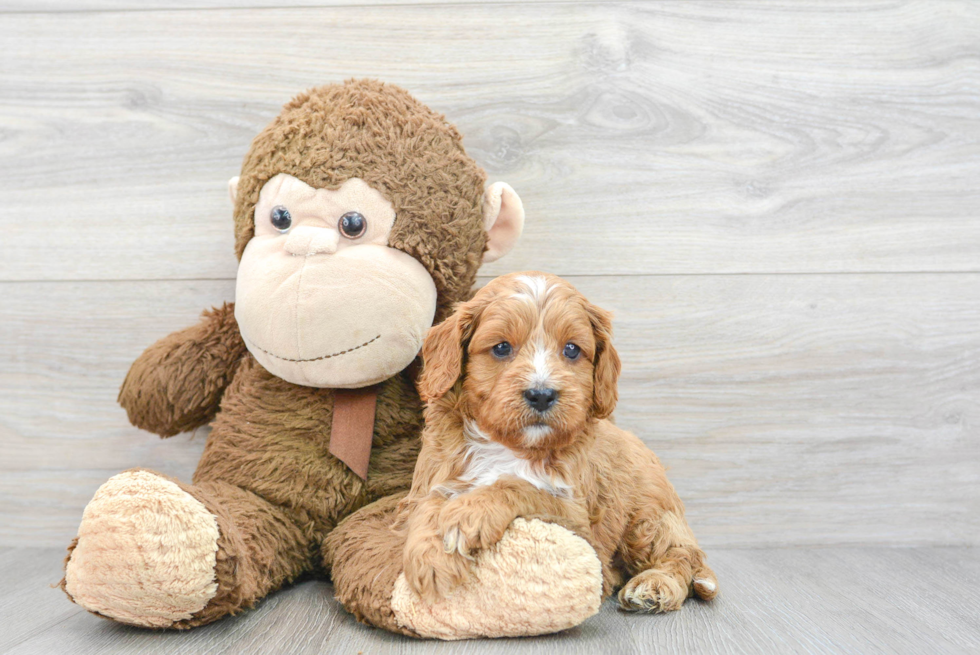 Petite Cavapoo Poodle Mix Pup
