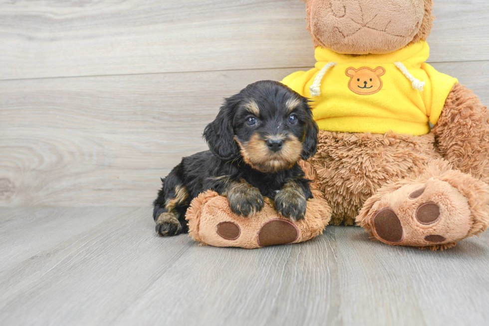 Friendly Cavapoo Baby