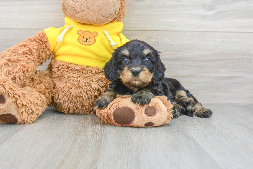 Popular Cavapoo Poodle Mix Pup