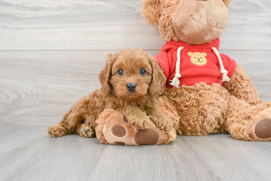 Cavapoo Pup Being Cute