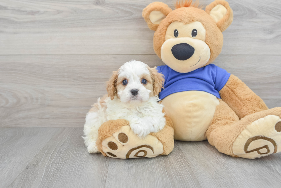 Friendly Cavapoo Baby