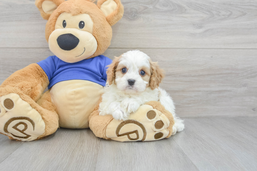 Adorable Cavoodle Poodle Mix Puppy