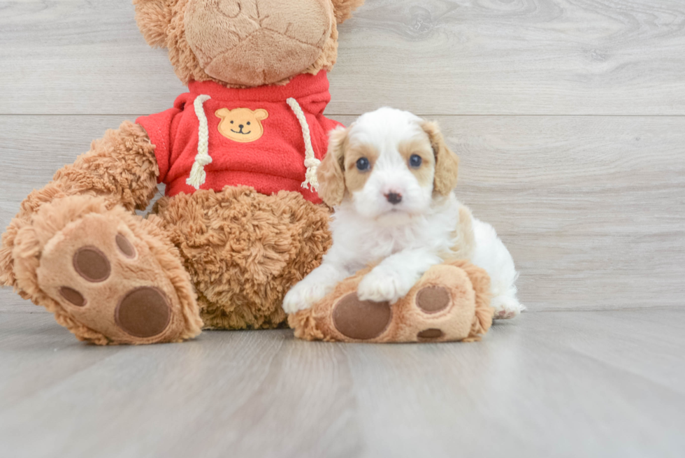 Playful Cavoodle Poodle Mix Puppy