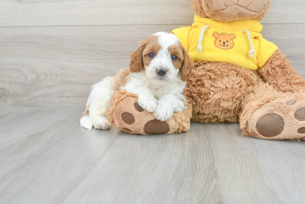 Best Cavapoo Baby