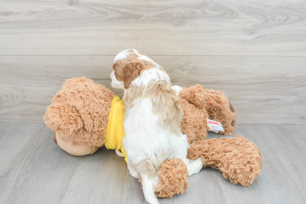 Cavapoo Puppy for Adoption