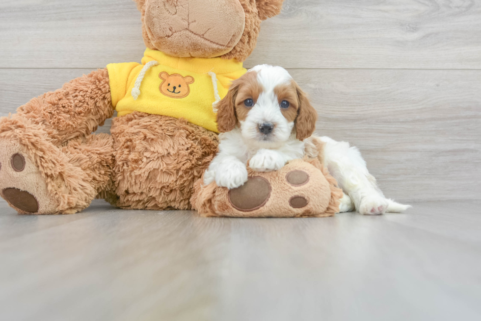 Petite Cavapoo Poodle Mix Pup