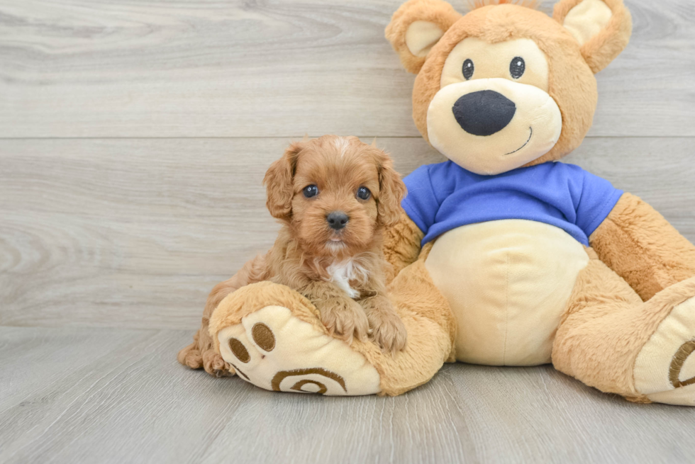 Cavapoo Pup Being Cute