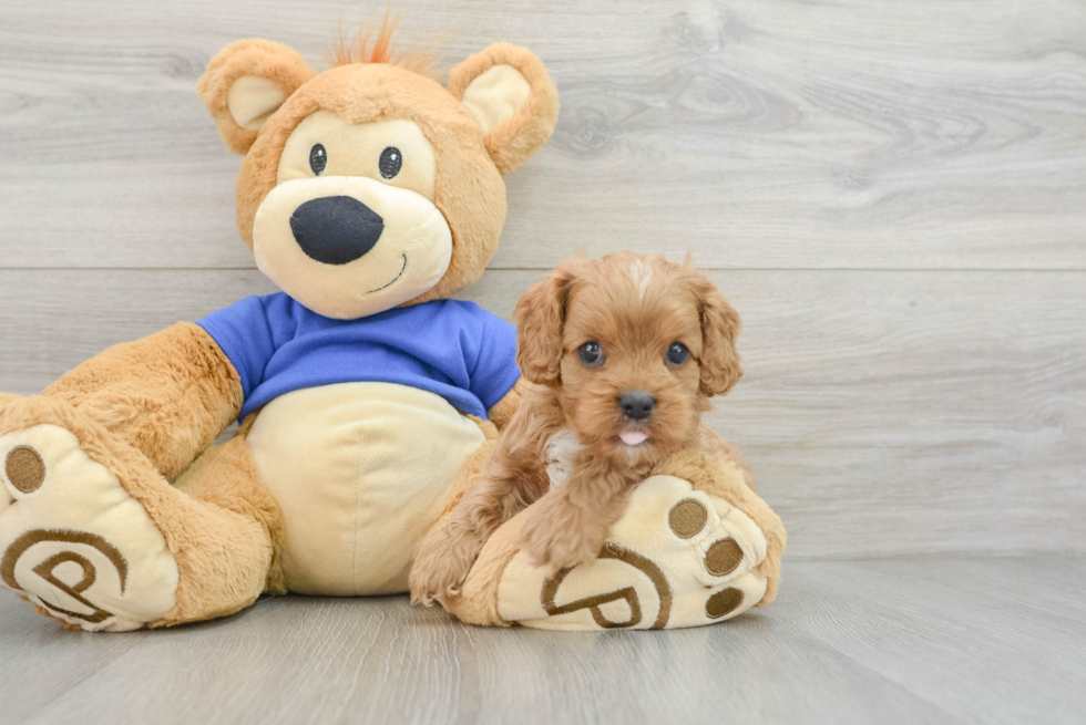 Cavapoo Puppy for Adoption