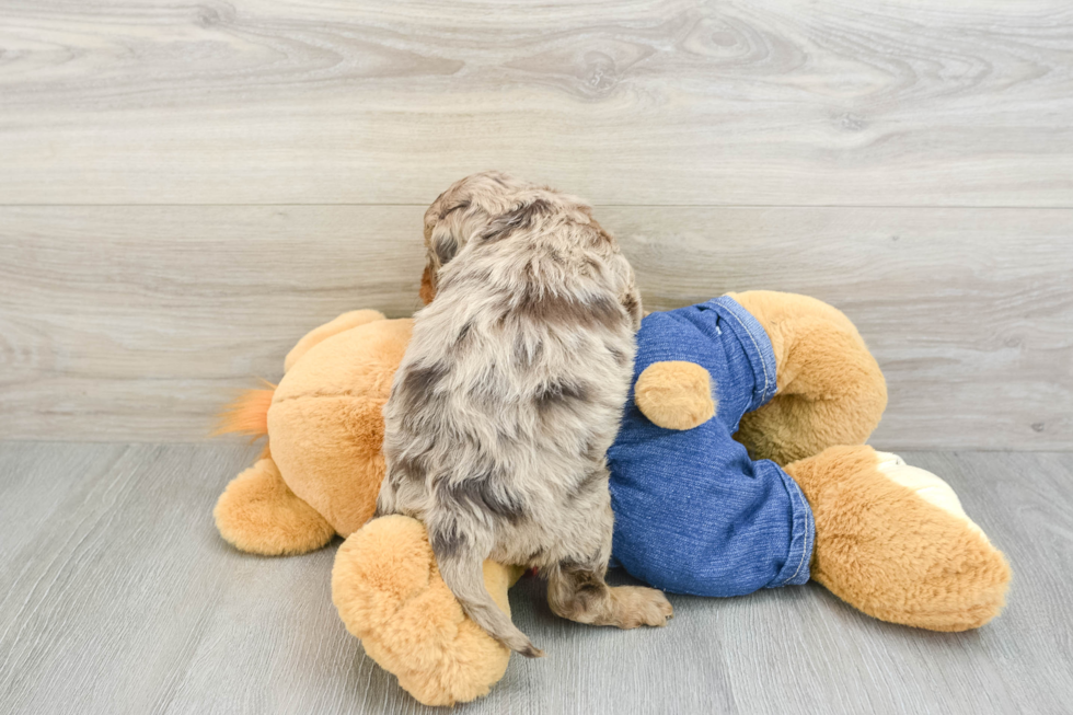 Adorable Cavalier King Charles Spaniel and Poodle Mix Poodle Mix Puppy